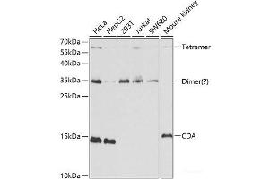 Western blot analysis of extracts of various cell lines using CDA Polyclonal Antibody at dilution of 1:1000. (CDA 抗体)