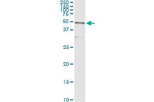 Immunoprecipitation of CTSD transfected lysate using anti-CTSD monoclonal antibody and Protein A Magnetic Bead , and immunoblotted with CTSD MaxPab rabbit polyclonal antibody.