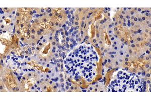 Detection of ISLR in Rat Kidney Tissue using Polyclonal Antibody to Immunoglobulin Superfamily Containing Leucine Rich Repeat Protein (ISLR)