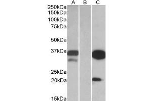 HEK293 lysate (10ug protein in RIPA buffer) over expressing Human DAPP1 with DYKDDDDK tag probed with ABIN768627 (0. (DAPP1 抗体  (Internal Region))