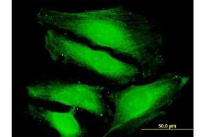 Immunofluorescence (IF) image for anti-Nitrogen Permease Regulator-Like 2 (S. Cerevisiae) (NPRL2) (AA 1-380) antibody (ABIN524074)