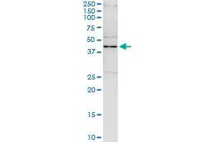 Immunoprecipitation of SAV1 transfected lysate using anti-SAV1 MaxPab rabbit polyclonal antibody and Protein A Magnetic Bead , and immunoblotted with SAV1 purified MaxPab mouse polyclonal antibody (B01P) . (SAV1 抗体  (AA 1-383))