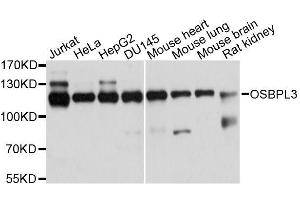 Western blot analysis of extracts of various cell lines, using OSBPL3 antibody. (OSBPL3 抗体  (AA 370-520))