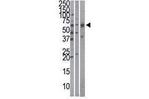 Image no. 1 for anti-Karyopherin (Importin) alpha 4 (KPNA4) (N-Term) antibody (ABIN357323) (KPNA4 抗体  (N-Term))