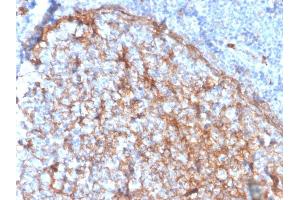 Formalin-fixed, paraffin-embedded human tonsil stained with CD11b Monospecific Mouse Monoclonal Antibody (ITGAM/3337). (CD11b 抗体  (AA 941-1074))