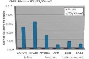 Chromatin Immunoprecipitation (ChIP) image for anti-Histone 3 (H3) (H3K4me2), (pThr3) antibody (ABIN5706772)