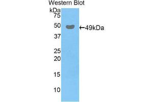 Western Blotting (WB) image for anti-Peroxiredoxin 3 (PRDX3) (AA 64-257) antibody (ABIN1860306) (Peroxiredoxin 3 抗体  (AA 64-257))