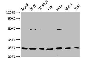 Western Blot Positive WB detected in: HepG2 whole cell lysate, 293T whole cell lysate, SH-SY5Y whole cell lysate, PC3 whole cell lysate, Hela whole cell lysate, MCF-7 whole cell lysate, U251 whole cell lysate All lanes: GDNF antibody at 1 μg/mL Secondary Goat polyclonal to rabbit IgG at 1/50000 dilution Predicted band size: 24, 21, 26, 23, 19 KDa Observed band size: 24 KDa (Recombinant GDNF 抗体)