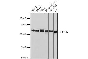 Western blot analysis of extracts of various cell lines, using NF-κB2 antibody (ABIN7268983) at 1:1000 dilution.