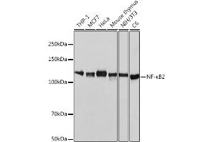Western blot analysis of extracts of various cell lines, using NF-κB2 antibody (ABIN7268983) at 1:1000 dilution. (NFKB2 抗体)
