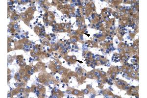 VDAC1 antibody was used for immunohistochemistry at a concentration of 4-8 ug/ml to stain Hepatocytes (arrows) in Human Liver. (VDAC1 抗体  (C-Term))