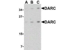 Western Blotting (WB) image for anti-Duffy Blood Group, Chemokine Receptor (DARC) (C-Term) antibody (ABIN2479380) (DARC 抗体  (C-Term))