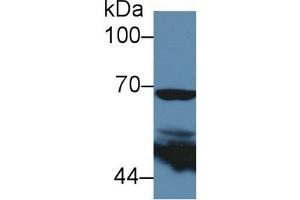 Detection of COX 2 in Human 293T cell lysate using Polyclonal Antibody to Cyclooxygenase-2 (COX 2) (COX2 抗体  (AA 240-351))