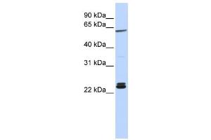 Western Blotting (WB) image for anti-H1 Histone Family, Member 0 (H1F0) antibody (ABIN2459804) (Histone H1 抗体)