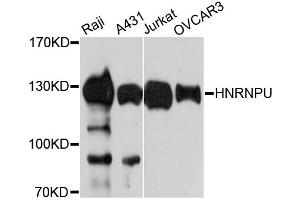 Western blot analysis of extracts of various cell lines, using HNRNPU antibody (ABIN5972094) at 1:3000 dilution. (HNRNPU 抗体)