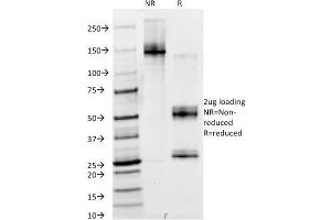 SDS-PAGE Analysis Purified PAX6 Monoclonal Antibody (PAX6/498). (PAX6 抗体  (N-Term))