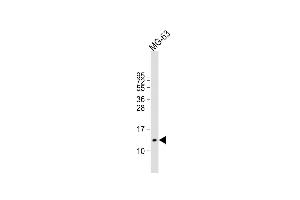 Anti-OSTC Antibody (C16) at 1:2000 dilution + MG-63 whole cell lysate Lysates/proteins at 20 μg per lane. (Osteocalcin 抗体  (N-Term))