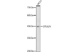 Western blot analysis of extracts of MCF7 cells, using OTULIN antibody (ABIN7267099) at 1:1000 dilution. (FAM105B 抗体)