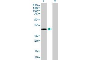 Western Blot analysis of GPRC5D expression in transfected 293T cell line by GPRC5D MaxPab polyclonal antibody. (GPRC5D 抗体  (AA 1-345))