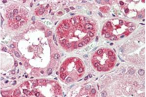 ABIN570693 (5µg/ml) staining of paraffin embedded Human Kidney. (COG8 抗体  (Internal Region))
