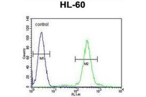 Flow cytometric analysis of HL-60 cells (right histogram) compared to a negative control cell (left histogram) using ELMOD2  Antibody (C-term), followed by FITC-conjugated goat-anti-rabbit secondary. (ELMOD2 抗体  (C-Term))