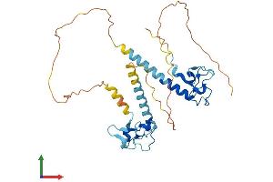Protein Structure (PS) image for Muscleblind-like Protein 1 (MBNL1) (AA 1-341) protein (His tag) (ABIN7561643)