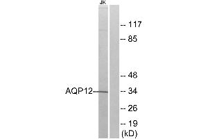 Western blot analysis of extracts from Jurkat cells, using AQP12 antibody. (Aquaporin 12A 抗体)