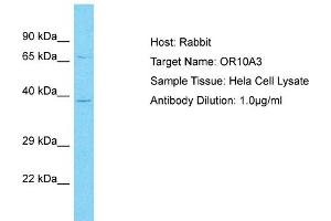 Host: Rabbit Target Name: OR10A3 Sample Type: Hela Whole Cell lysates Antibody Dilution: 1. (OR10A3 抗体  (C-Term))