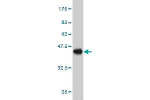 Western Blotting (WB) image for anti-Pleckstrin (PLEK) (AA 121-230) antibody (ABIN562273)