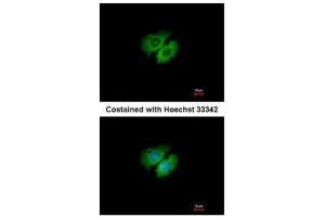Immunofluorescence (IF) image for anti-Activator of HSP90 ATPase Activity 1 (AHSA1) (Center) antibody (ABIN2855355)