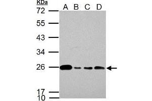 WB Image Glyoxalase I antibody [N1C3] detects Glyoxalase I protein by western blot analysis. (GLO1 抗体)