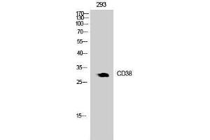 Western Blotting (WB) image for anti-CD38 (Internal Region) antibody (ABIN3181028) (CD38 抗体  (Internal Region))