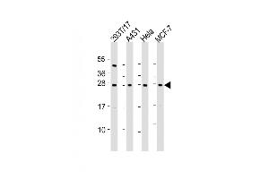 All lanes : Anti-RPL14 Antibody (C-Term) at 1:2000 dilution Lane 1: 293T/17 whole cell lysate Lane 2: A431 whole cell lysate Lane 3: Hela whole cell lysate Lane 4: MCF-7 whole cell lysate Lysates/proteins at 20 μg per lane. (RPL14 抗体  (AA 173-204))