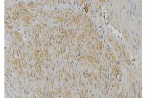 Immunohistochemistry (IHC) image for anti-Cytochrome C Oxidase Subunit Va (COX5A) (Internal Region) antibody (ABIN6258416)