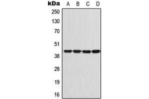 Western blot analysis of GNAI1 expression in Jurkat (A), SHSY5Y (B), SP2/0 (C), PC12 (D) whole cell lysates.