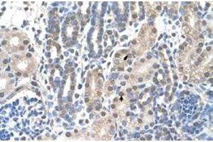 Immunohistochemical staining (Formalin-fixed paraffin-embedded sections) of human kidney with FAM174B polyclonal antibody  at 4-8 ug/mL working concentration. (FAM174B 抗体  (C-Term))