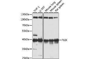 Western blot analysis of extracts of various cell lines, using PLEK antibody (ABIN6128557, ABIN6145767, ABIN6145769 and ABIN6221910) at 1:1000 dilution. (Pleckstrin 抗体  (AA 1-350))