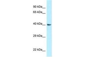 anti-Guanine Nucleotide Binding Protein (G Protein), Q Polypeptide (GNAQ) (AA 147-196) antibody