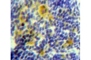 Used in DAB staining on fromalin fixed paraffin-embedded Spleen tissue (Hsc70 抗体  (AA 534-615))