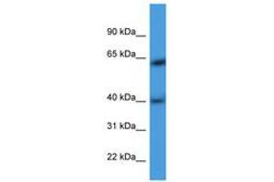 Image no. 1 for anti-Actin Related Protein M1 (ARPM1) (AA 21-70) antibody (ABIN6746783) (ARPM1 抗体  (AA 21-70))