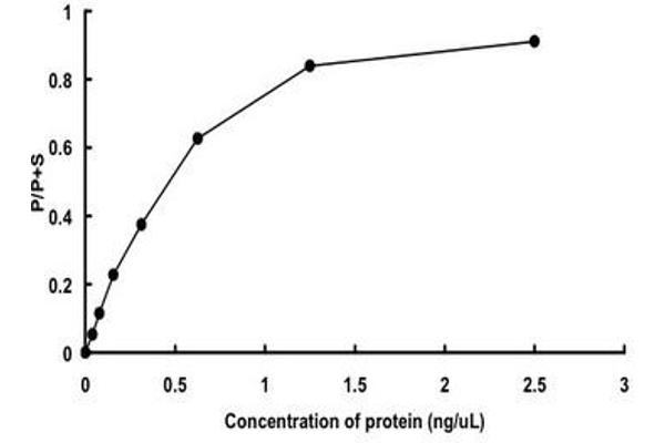 CDC42BPB Protein (AA 1-473) (GST tag)
