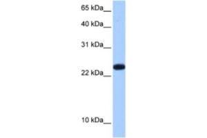 Western Blotting (WB) image for anti-Chromosome 19 Open Reading Frame 24 (C19orf24) antibody (ABIN2462275) (C19orf24 抗体)