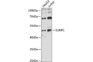 Western blot analysis of extracts of various cell lines, using SUMF1 antibody (ABIN7270626) at 1:1000 dilution. (SUMF1 抗体  (AA 34-374))