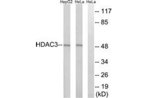 Western blot analysis of extracts from HepG2/HeLa cells, using HDAC3 Antibody. (HDAC3 抗体  (AA 379-428))