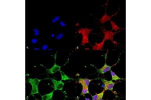 Immunocytochemistry/Immunofluorescence analysis using Mouse Anti-GIT1 Monoclonal Antibody, Clone S39B-8 (ABIN2483509). (GIT1 抗体  (AA 375-770) (PerCP))