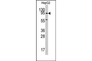 Image no. 1 for anti-DNA (Cytosine-5-)-Methyltransferase 3 alpha (DNMT3A) (C-Term) antibody (ABIN356552) (DNMT3A 抗体  (C-Term))