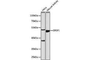 Western blot analysis of extracts of various cell lines, using GRSF1 antibody (ABIN7267319) at 1:1000 dilution. (GRSF1 抗体)