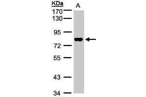WB Image Sample(30 ug whole cell lysate) A:Raji , 7. (TAF15 抗体  (Center))