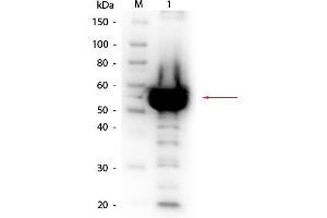 Western Blot of Rabbit anti-Alpha Amylase Antibody Biotin Conjugated. (Amylase, alpha 抗体  (Biotin))