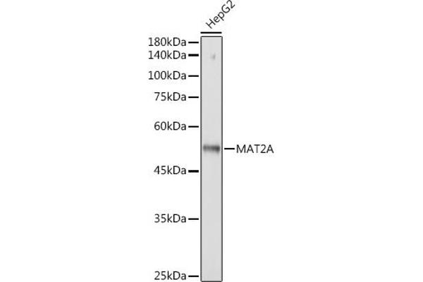 MAT2A 抗体